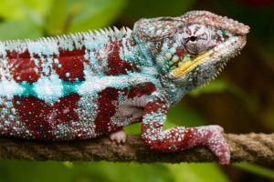 In the online loan comparison, find loans that are adaptable to your life like a chameleon to its environment!